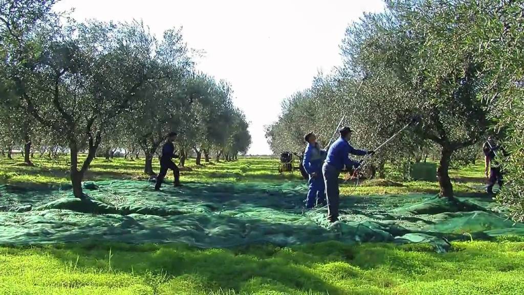 Handgeplukte olijven in Italië