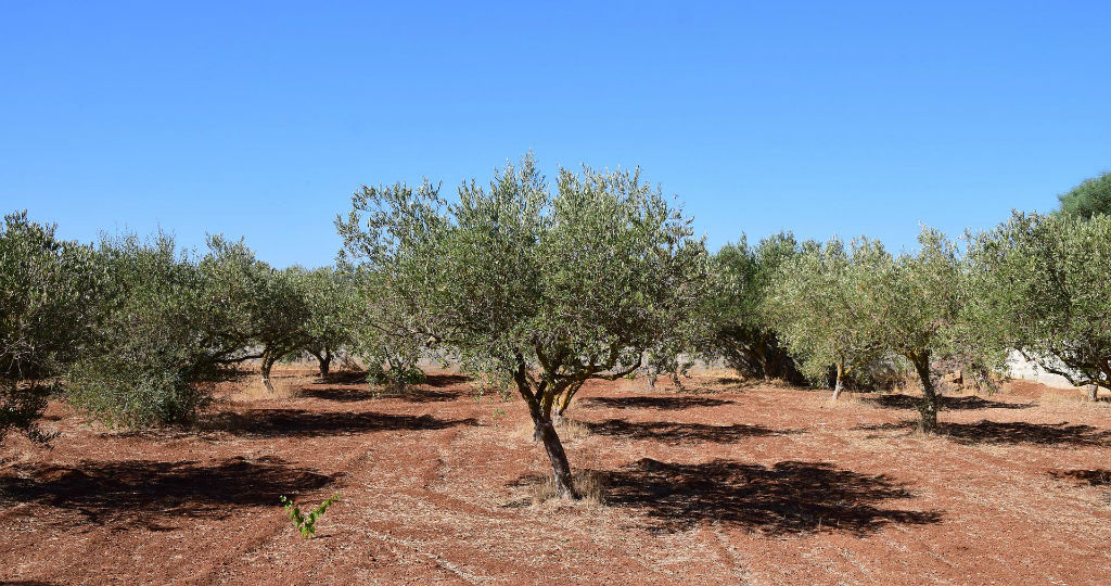 Een veld met olijfbomen in Sicilië