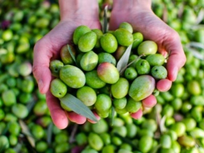 Biologische extra vierge olijfolie is de beste biologische olijfolie